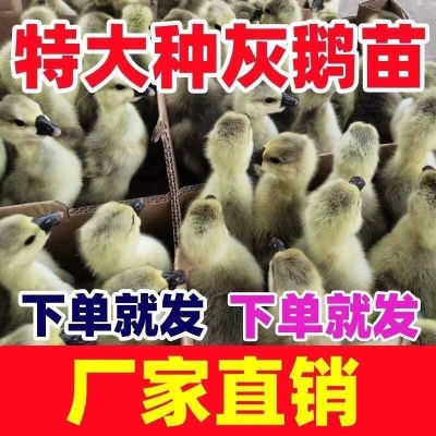 灰鹅苗养殖实拍图