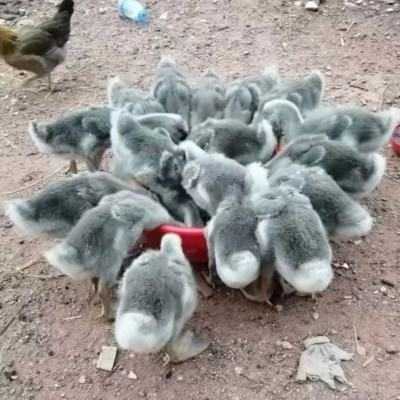狮头鹅体型对比图